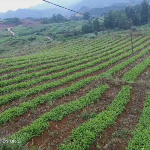 種植半夏如何賺錢這幾點很重要