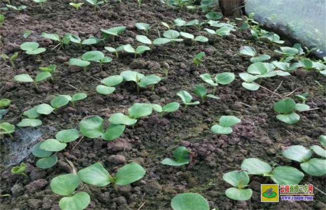 黑老虎 怎么 繁殖