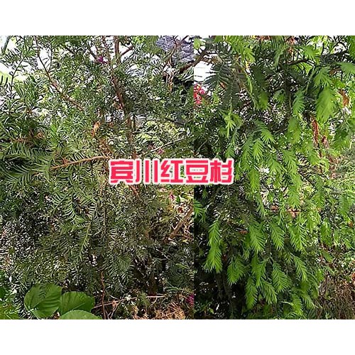 保山哪里紅豆杉多、規(guī)格全—騰沖豆杉苗圃