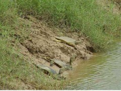 人工養殖甲魚苗多少錢？水產甲魚苗的價格行情，今年甲魚批發價格網圖2