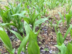 農村種植白芨前景怎么樣？圖2