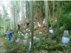 三葉青藥材好不好種_種植技術有什么需要注意圖3