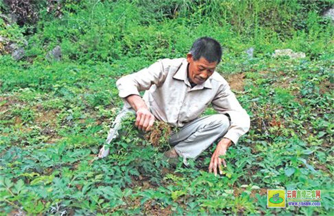 前胡的種植方法