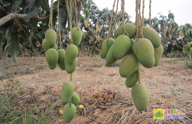 芒果樹苗幾年可以結果