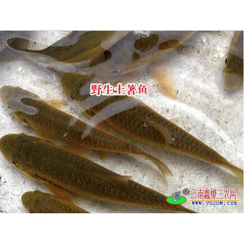 云南商品魚|文山魚苗養(yǎng)殖|土著魚養(yǎng)殖