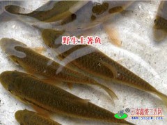 云南商品魚|文山魚苗養殖|土著魚養殖圖3