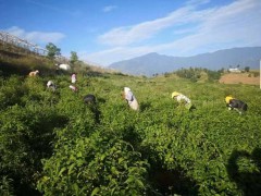 云南秋成紅果參（蜘蛛果）規(guī)模化基地種植紅果參水果、紅果參苗圖2