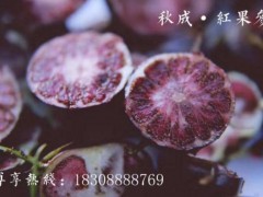 云南秋成紅果參（蜘蛛果）規(guī)模化基地種植紅果參水果、紅果參苗圖3