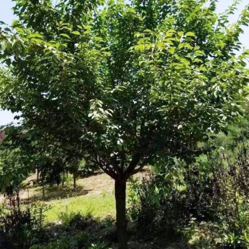 鮮櫻花能夠直接生吃嗎？云南櫻花地苗銷售批發(fā),昆明櫻花樹(shù)苗