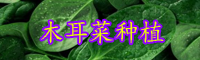 抗癌防癌蔬菜“木耳菜”什么時間種植好？種植方法有哪些？