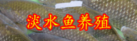 常見(jiàn)淡水養(yǎng)殖魚(yú)類(lèi)“羅非魚(yú)”怎么養(yǎng)才好？