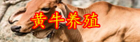 目前種公牛價(jià)格大概多少錢一頭？選種標(biāo)準(zhǔn)是什么？