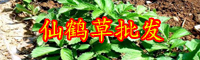 薔薇科植物“仙鶴草”能降血糖嗎？種子價格多少錢一斤？