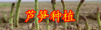 “蔬菜之王”蘆筍怎么種植？