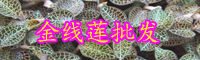 “藥王”金線蓮種植賺錢嗎？和銀線蓮有什么不同？