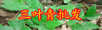 農村自家果園種植什么草效益好？種白三葉和紫花苜蓿有錢賺嗎？