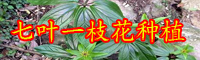 云南七葉一枝花苗價(jià)格是多少錢(qián)？要怎么栽種？