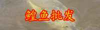 云南鰉魚(yú)多少錢(qián)一斤？和鱘魚(yú)有什么區(qū)別？