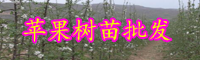 云南蘋果樹苗多少錢一棵?栽植后幾年結(jié)果?怎么種才高產(chǎn)?