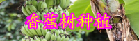 云南“草本植物”香蕉樹苗價格多少錢一棵？