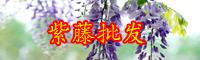 云南紫藤花通常幾月份開花？