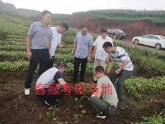 半夏播種前對半夏種子進行處理方法圖3