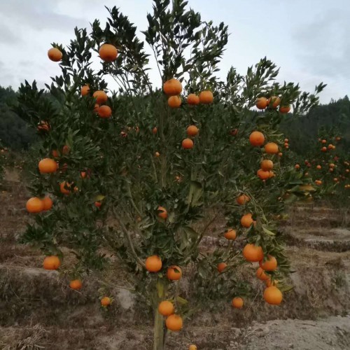 沙糖桔一般什么時候栽種？促花技術性關鍵點有什么？