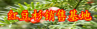 “綠色植物金子”紅豆杉如何養(yǎng)？常見問題有什么？