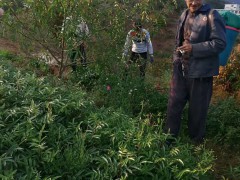 花椒全新報價多少錢一斤？種植前景如何？圖2