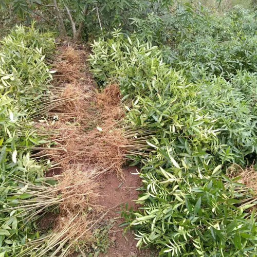 花椒樹的種植技術是啥？價格多少錢一棵？