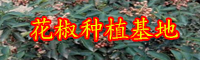 花椒的作用與功效有什么？花椒水能夠治痔瘡嗎？會造成負作用嗎？（附服用忌諱）