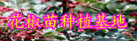 “蕓香科”花椒樹有哪些病害？病發(fā)病癥是啥？預防方式有什么？