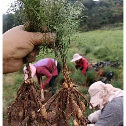 云南哪里有天冬批發_天冬種子種植技術