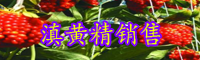 黃精栽種一畝項目投資是多少成本費？種植前景怎樣？