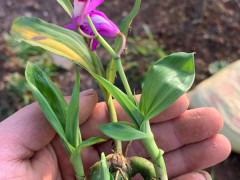 帶芽塊莖白芨苗—現在白芨苗一棵多少錢_云南白芨供需圖2