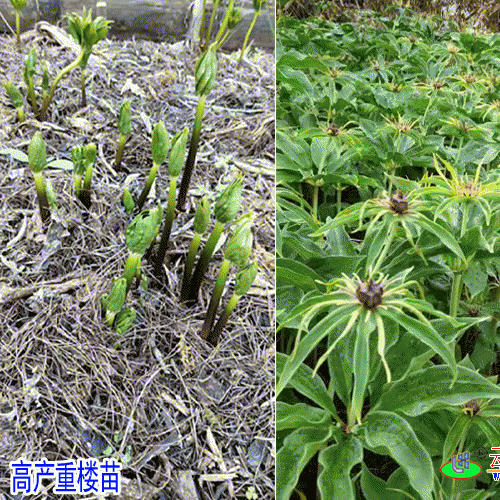 多芽重樓苗★云南矮桿重樓種苗基地★基地_種植技術