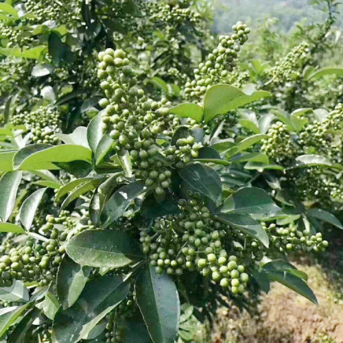 云南花椒樹修枝季節(jié)，重樓花椒苗修剪技術(shù)方法，