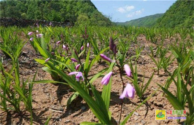 白芨 種植風險