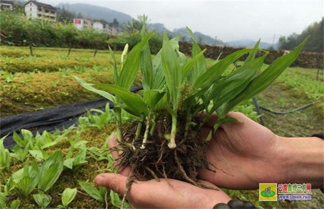 白芨 種植風險