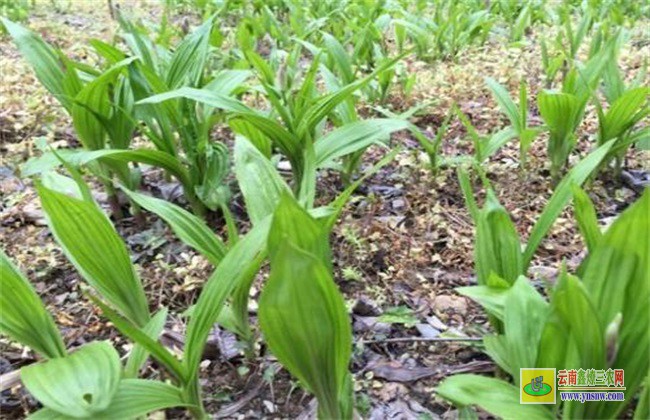 白芨 種植風險