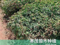 云南花椒苗*價格一般多少錢一棵？好種嗎？附高產種植技術資料圖2