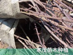 弱刺云南花椒苗*價格多少錢一棵?一畝地需要多少?圖2