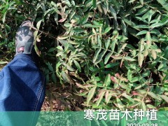 弱刺云南花椒苗*價格多少錢一棵?一畝地需要多少?圖3