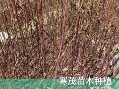 云南貴州四川花椒樹(shù)*種植技術(shù),最佳花椒種植季節(jié)？每畝地多少花椒苗適合圖2