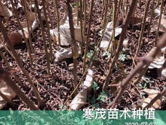 云南貴州四川花椒樹(shù)*種植技術(shù),最佳花椒種植季節(jié)？每畝地多少花椒苗適合圖3