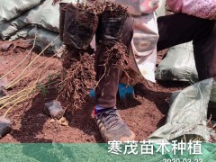 現在花椒苗價錢怎么樣?多少錢一棵?云南哪些地區種植?一畝栽多少棵?圖2