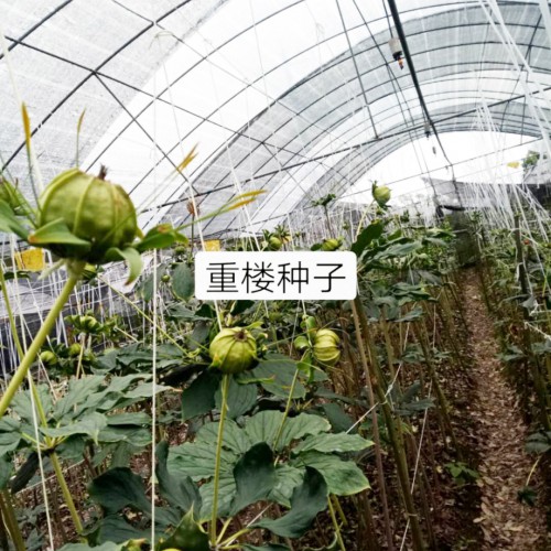 重樓（七葉一枝花）*的種植技術及病蟲害防治方法介紹！