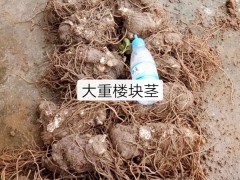 重樓（七葉一枝花）*的種植技術及病蟲害防治方法介紹！圖2