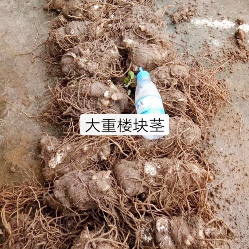 重樓（獨角蓮）怎么種植？現在種重樓前景怎么樣？