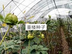 2020中藥材重樓價格走勢如何？種植前景怎樣？價格多少錢一斤？圖2